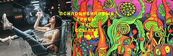 стаф Вязьма