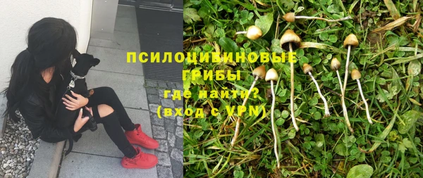 стаф Вязьма
